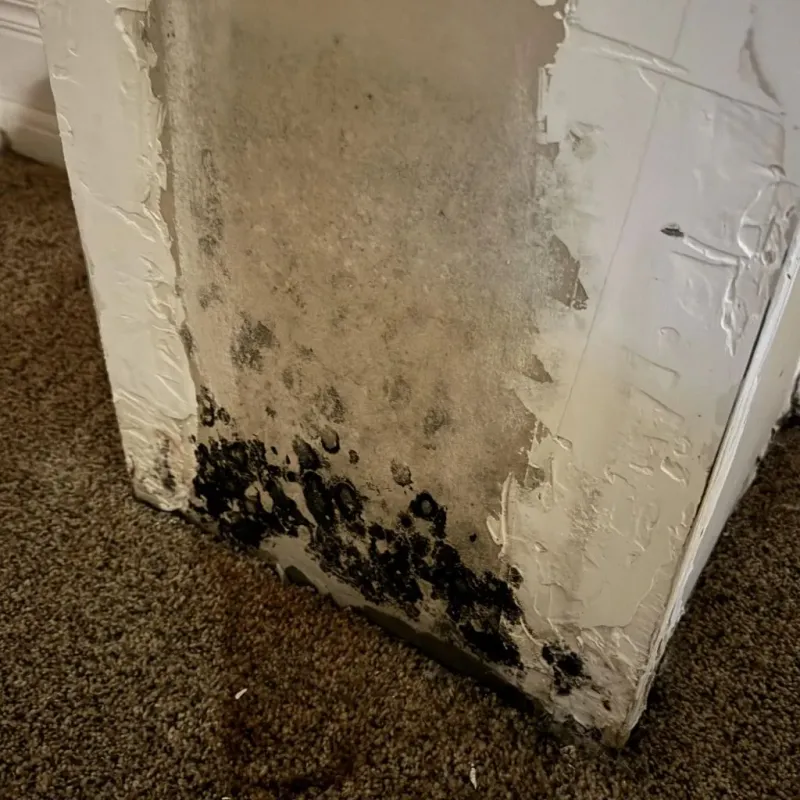 Professional Mold Removal in Oakfield, WI